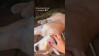 Cougar Scratches
