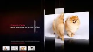 Груминг собак и кошек.  Грумрум Катерины Долецкой