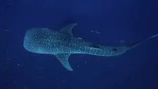 Swimming with Whale Sharks onboard the True North