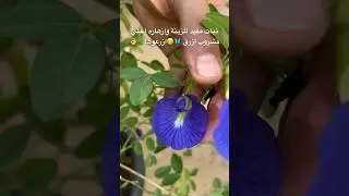 نبات متسلق ونادر🪻🦋 ازهاره يحضر منها مشروب مفيد أزرق اللون😋وبزراعة نبتة تحصل على ألف شجرة مجاناً