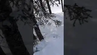 Неуловимые куропатки…