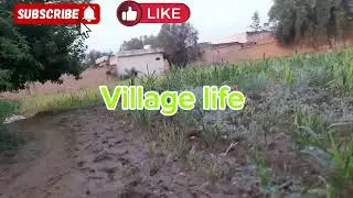 volg |village life