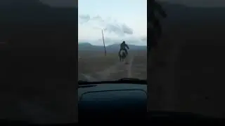 Серый Орловский АБРЕК Иноходец