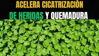 ✅CENTELLA ASIATICA: el Secreto para Acelerar la Cicatrización de Heridas y Quemaduras 🌿 ✅