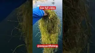 Largemouth Bass Smashes the Chatterbait!