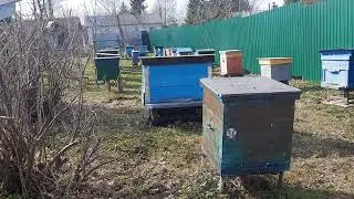 сезон пчелиный начался