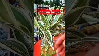 กวนอิมไผ่เงิน #ไม้ประดับ #ไม้มงคล #การขยายพันธุ์พืช #ไม้สวยงาม