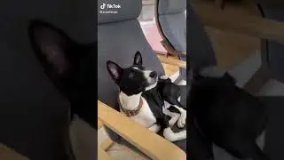 ЛИЗА АНОХИНА ИГРАЕТ СО СВОИМИ СОБАКАМИ ! 😍❤️ | ЛИЗА АНОХИНА ТИК ТОК