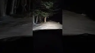 заснеженная дорога