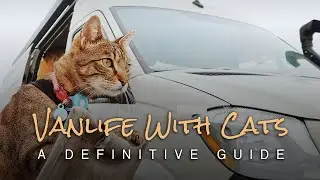 A Definitive Guide To Van Life With Cats