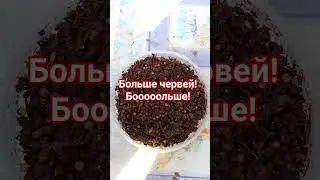 Как сделать чернозем? возражаю проект по разведению червей #дендробена #вермикомпостирование