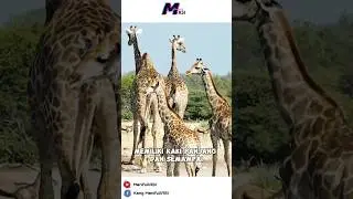 Menjadi hewan tertinggi didunia , beginilah jerapah mengatasi kesulitan makan #viral #shorts #fyp