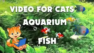 Colorful fish on screen. Entertainment video for cats