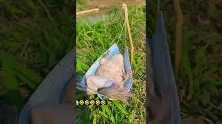 Animal Funny Video