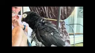 Are You Making Your Parrot Toxic? Two Important Diet Must-knows! |#parrot_bliss #parrot #birds
