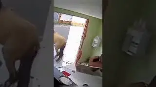 К вам сегодня случайный гость пожаловал 🤠😃😜 #shorts #tiktok #reels