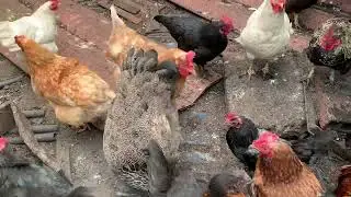 Мои оставшиеся курицы и петухи.
