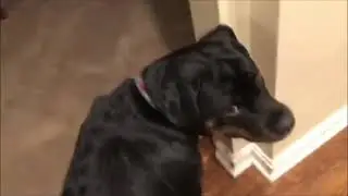 Kenzie Wants To Play But She Doesn't