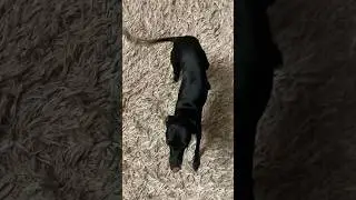 🐕Вращение собаки 