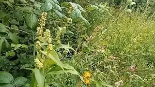 БОГАТСТВО ПОД НАШИМИ НОГАМИ. ГОРЕЦ ПОЧЕЧУЙНЫЙ.