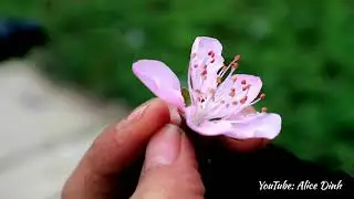 Chạy theo những mùa hoa - Hành trình phượt Hà Giang - Ha Giang Vietnam Travel