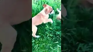 Pit Bull puppy dogs,2024 New Video USA! #puppies #newvideo #dogs #july2024 #usa #2024 #yt
