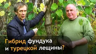 Что нужно знать о гибриде фундука (лещины) и медвежьего ореха (лещины турецкой)?