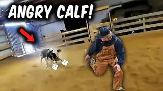 The Creekbend Boyz Brand ANGRY COWS!