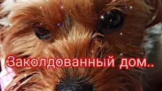 Света решила остаться на ночь в чужом доме. Что случилось? 😱👀😨✨