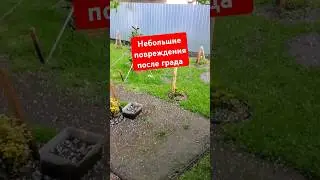Небольшой град повредил растения в саду