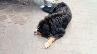 zaginiony pies Berneński nagroda!!!