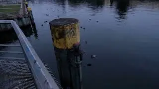 A Man Feeding Ducks