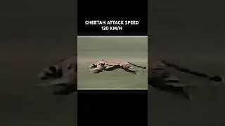 Cheetah speed