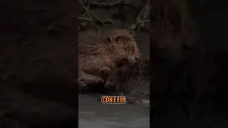 Los Castores son Monógamos hasta que...