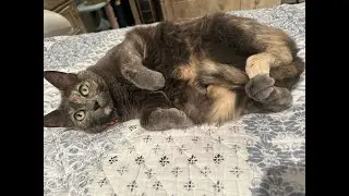 Hazel stealing the show at the end #trending #viral #cats #funny #cute #catvideos #funny