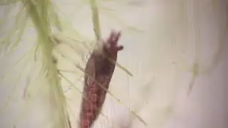 Red Cherry shrimp feeding on Pistia stratiotes root epiphytes