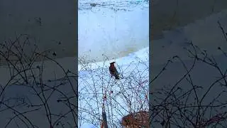 Что за птица?