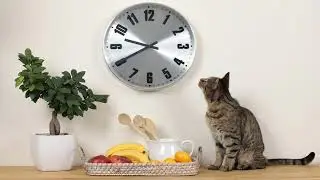 Make it before dawn 🥣☕ ➤ Cat Chechnya BloHer