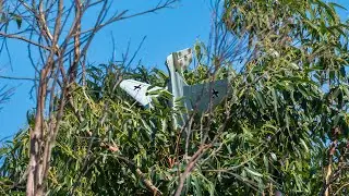 Daryl got his Messerschmitt 163 stuck in the tree 👀