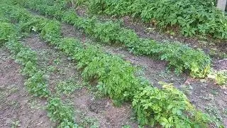 Контрастное развитие разных сортов картофеля