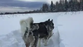 Жуля в тайге