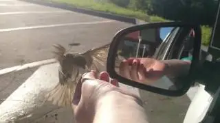 Бесстрашные воробьи едят с рук