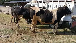 Молбозори чузи шахринав савдо.. Нархи бука не пропустите новинка 03.07.2020🇹🇯🐂🐂🐂👍😎