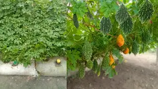 4 Critical Mistakes to Avoid When Propagating Bitter Melon at Home