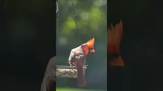 The Dance of a Northern Cardinal #birdwatching #cardinalbird #northerncardinal