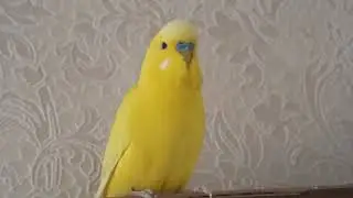 Где сижу, там и пою😉