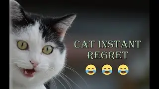 Cat Instant Regret | Cat Funny Video | Cat Funny Compilation 2020