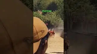kerapan sapi terbang