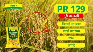 PR 129 विवरण | चावल के बीज परमल चावल की किस्म | शीर्ष धान | उच्च उपज वाली चावल की किस्म