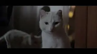 Коты